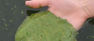 Blue-green algae on the Treasure Coast in 2018