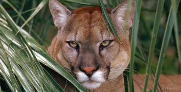 The endangered Florida panther