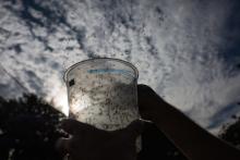 A biologist releases Oxitec's genetically-modified mosquitoes in a field-trial in Piracicaba, Brazil, in February 2016.