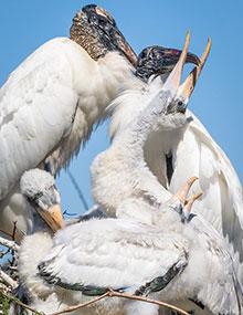 Wood stork nesting Wood stork nesting