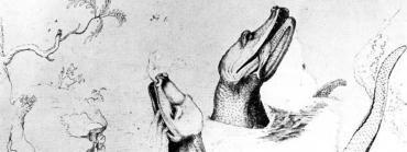 William Bartram sketch of alligators on the St Johns River