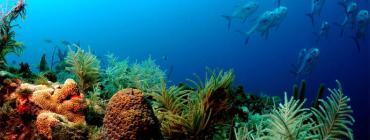 Coral at Florida Keys National Marine Sanctuary