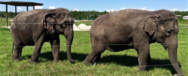 Elephants at their new Polk City home