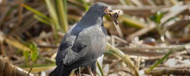 Everglade snail kite Everglade snail kite