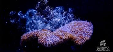 The Florida Aquarium's pillar coral
