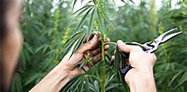 Hemp production Hemp production