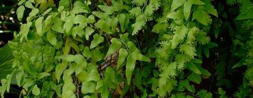 Old World Climbing Fern