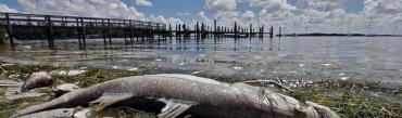 Red tide snook casualty on Bradenton Beach