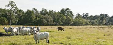 Sampala Lake Ranch in Madison County