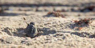 Loggerhead turtle hatchling heads for the sea. Credit: Gustavo Stahelin/UCF Loggerhead turtle hatchling heads for the sea. Credit: Gustavo Stahelin/UCF
