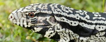 Tegu Lizard