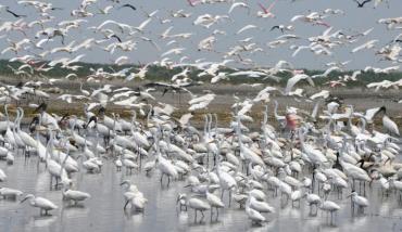 Wading birds in a stormwater treatment area Wading birds in a stormwater treatment area