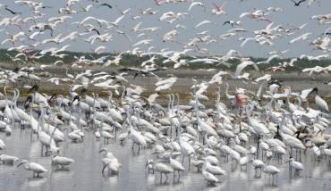 Wading birds in a stormwater treatment area