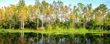 Wilderness Preserve, south of Orlando