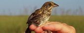 Cape Sable Seaside Sparrow