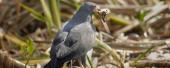 Everglade snail kite