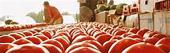 Florida panhandle tomato growers