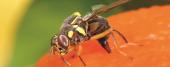 Oriental Fruit Fly