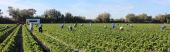 Field hands pick strawberries in Plant City