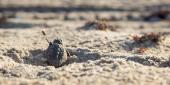 Loggerhead turtle hatchling heads for the sea. Credit: Gustavo Stahelin/UCF