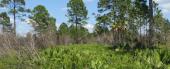 St. Marks River Preserve State Park