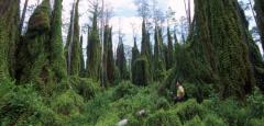 Lygodium has overrun tree islands in the Arthur R. Marshal Loxahatchee National Wildlife Refuge