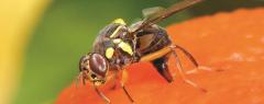 Oriental Fruit Fly