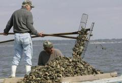 Oystermen, a dying breed on the Apalachicola River