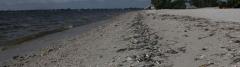 Marine life last week on one southwest Florida beach Marine life last week on one southwest Florida beach