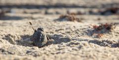 Loggerhead turtle hatchling heads for the sea. Credit: Gustavo Stahelin/UCF Loggerhead turtle hatchling heads for the sea. Credit: Gustavo Stahelin/UCF