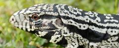 Tegu Lizard