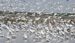 Wading birds in a stormwater treatment area