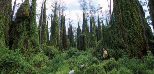 Lygodium has overrun tree islands in the Arthur R. Marshal Loxahatchee National Wildlife Refuge Lygodium has overrun tree islands in the Arthur R. Marshal Loxahatchee National Wildlife Refuge