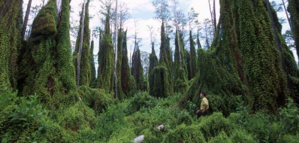 Lygodium has overrun tree islands in the Arthur R. Marshal Loxahatchee National Wildlife Refuge